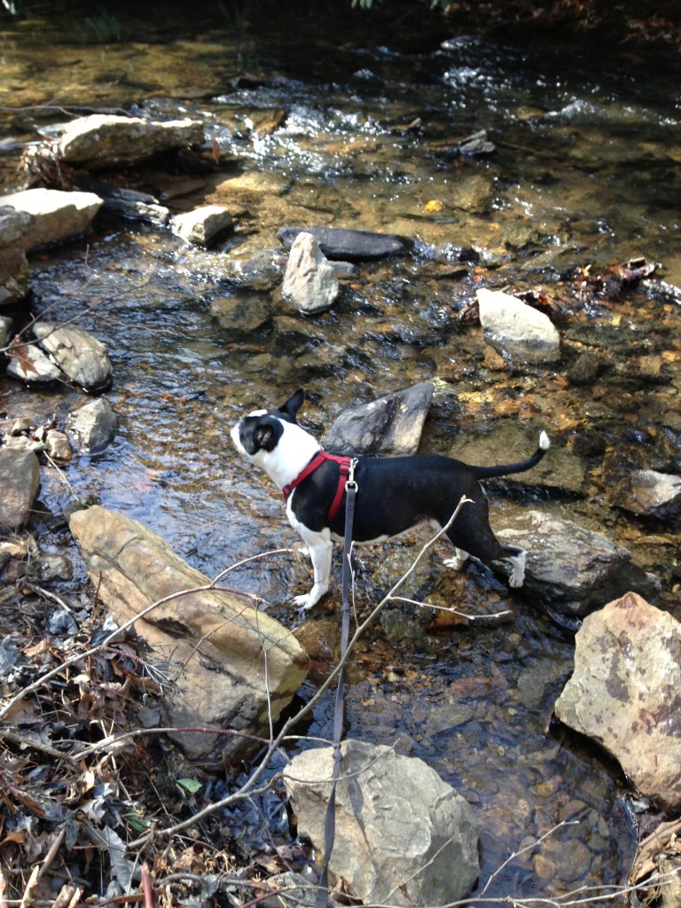 Tak enjoying the North Carolina Arboretum trails