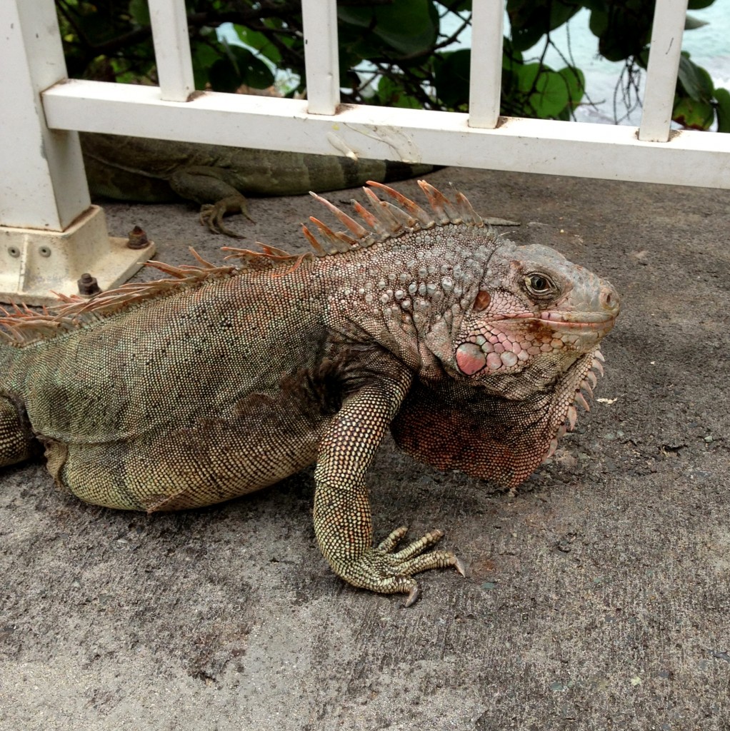 iguana in St. Thomas