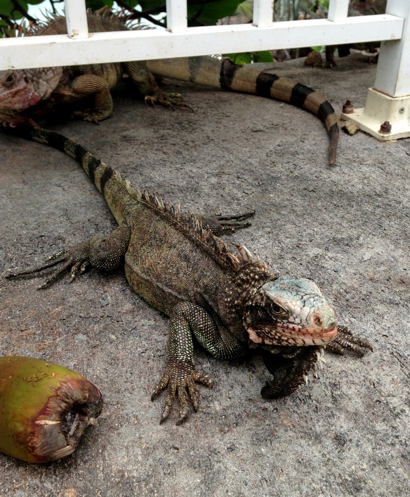 iguana in St. Thomas