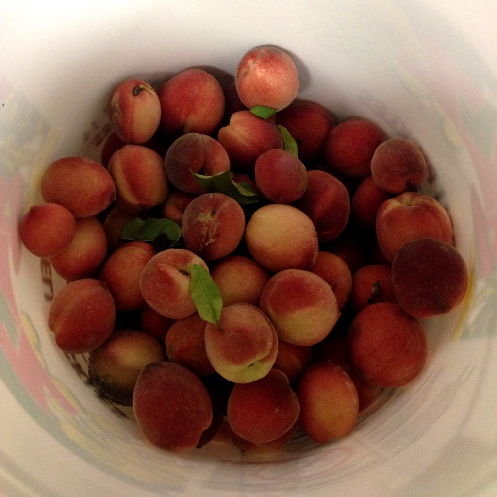 bucket of peaches