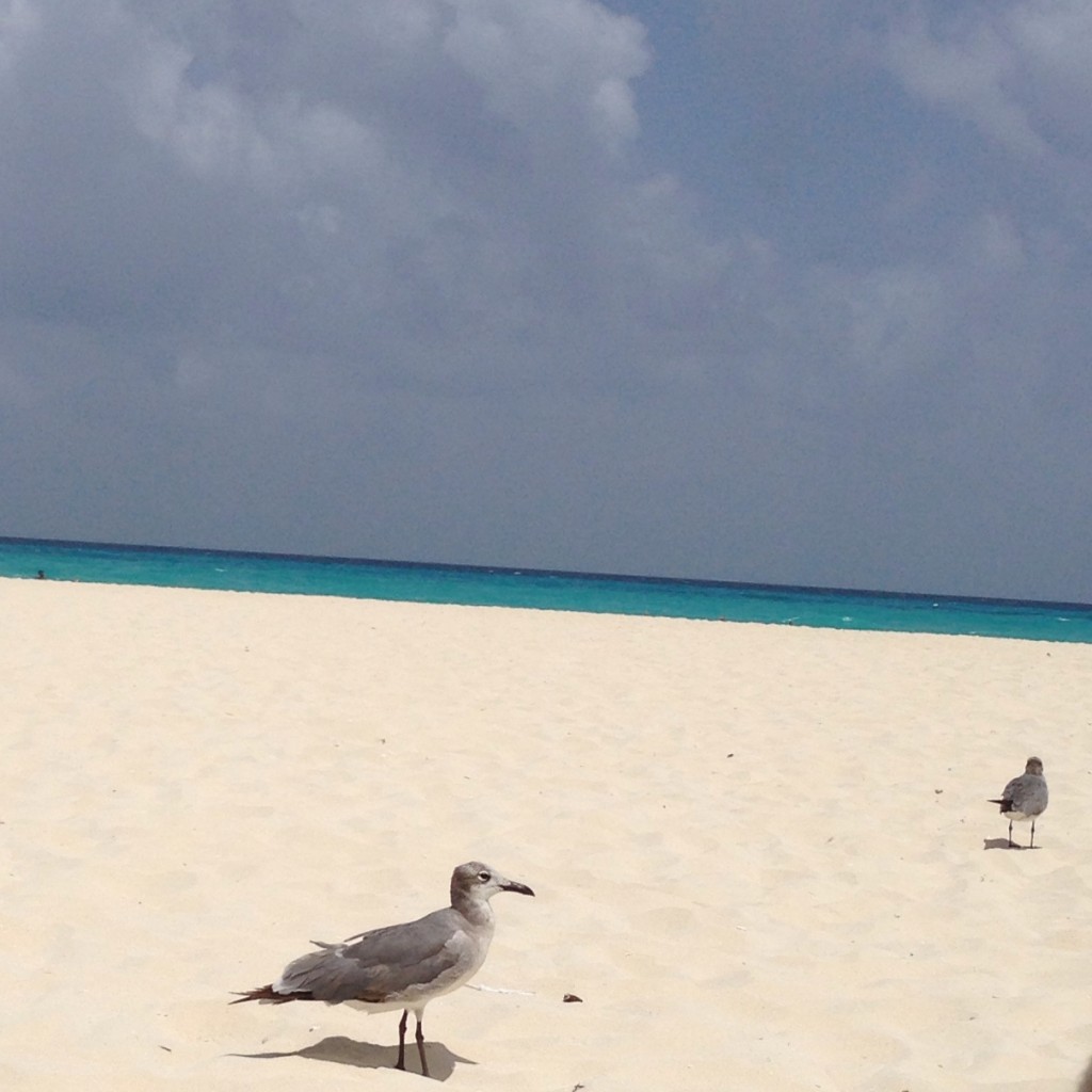 seagulls on the beach