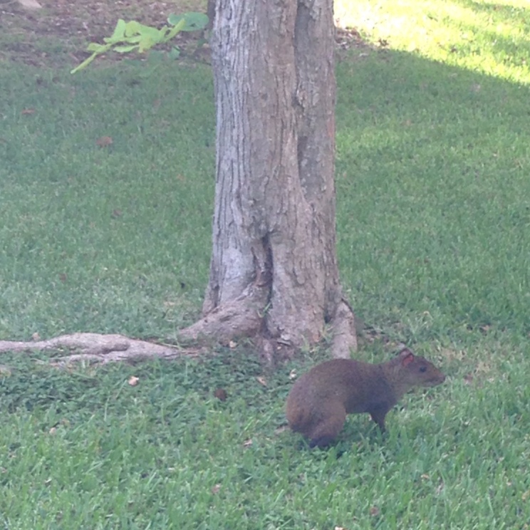 agouti