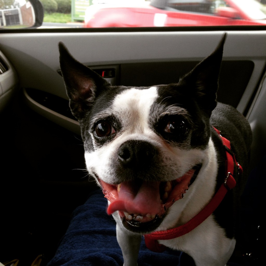 boston terrier on a road trip