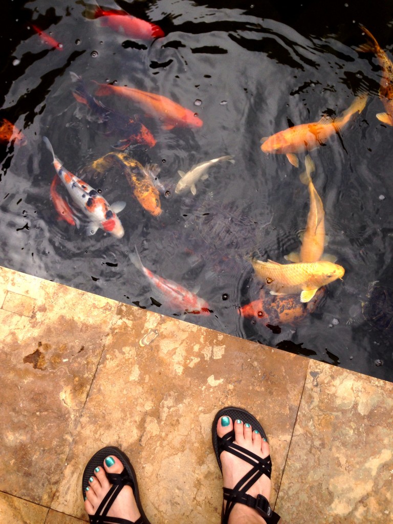 koi fish